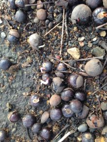 Conkers in Victoria Embankment Gardens London