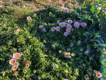 Seaside daisies on Shoreham beach Shoreham-by-Sea