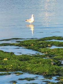 Shoreham-by-Sea